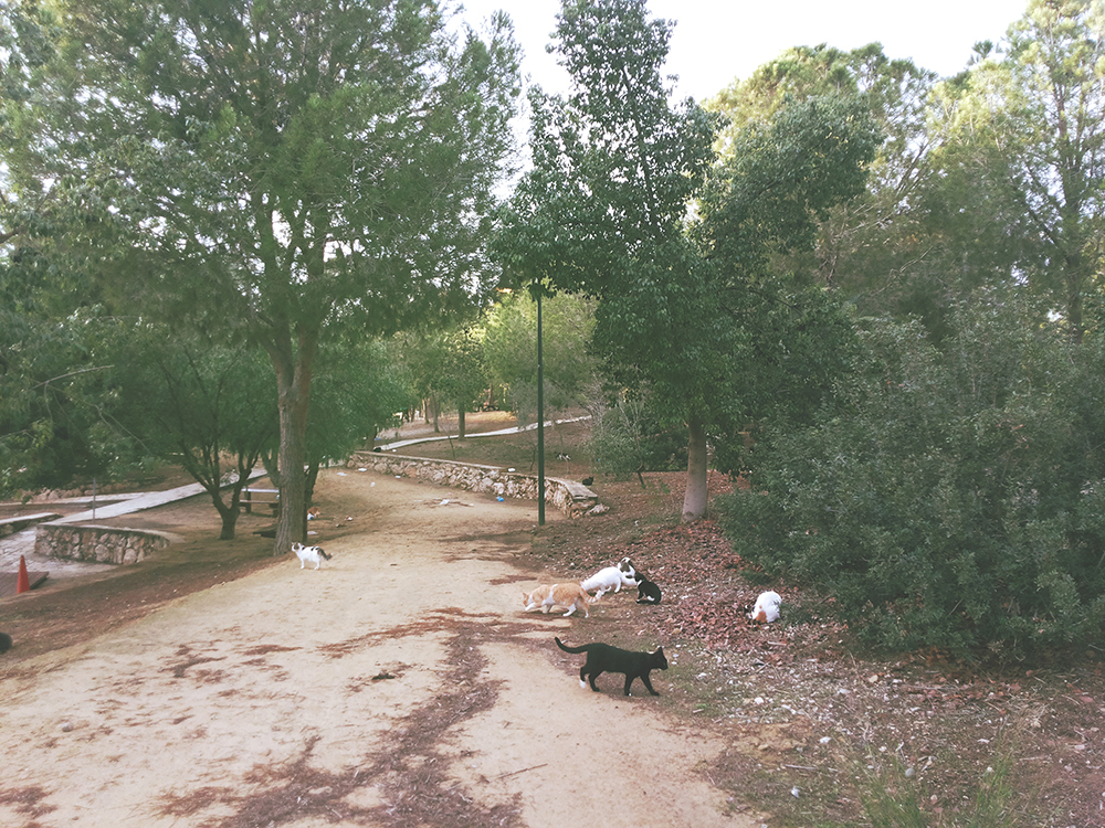 Nicosia Cyprus Athalassa Park Cats